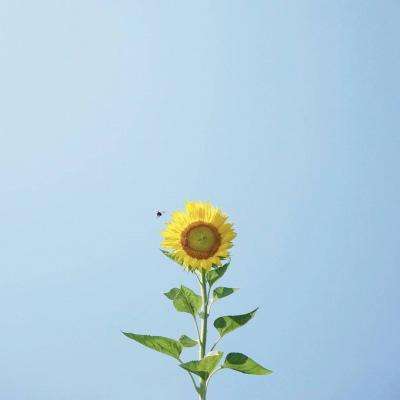 kok最新客户端手机app下载